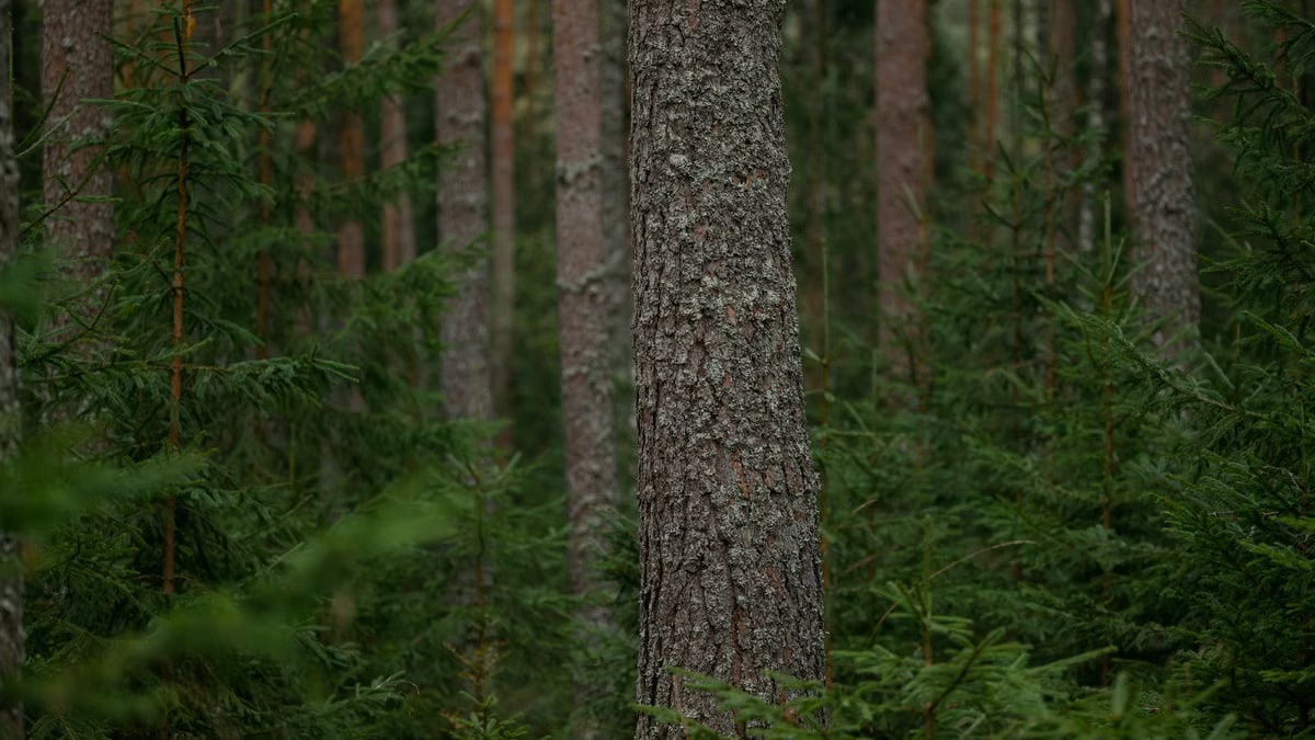 Kuidas luua tervislikku eluviisi